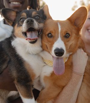 Two happy Corgis held by their owners, tongues out and smiling during an outdoor photo session.