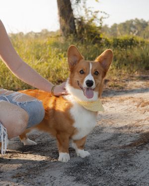 Adorable red and white Corgi wearing a yellow bandana stands on a sandy trail in golden sunlight.