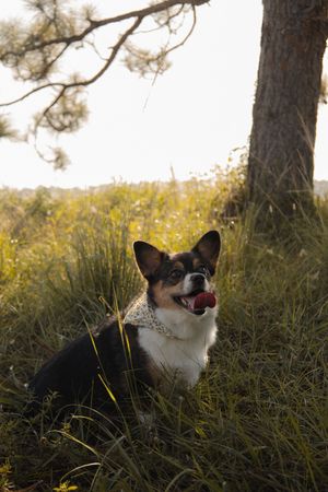 Tri-color Corgi sitting in tall green grass near a pine tree, tongue out in warm sunset light.