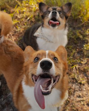 Two smiling Corgis looking up at camera outdoors, one red and white, one tri-color, tongues out.