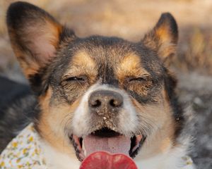 Close-up of a blissful tri-color Corgi with eyes closed and tongue out wearing a floral bandana.
