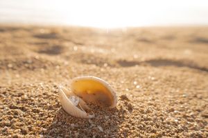 A golden seashell resting on sandy beach shore with warm sunlight glowing in the background.