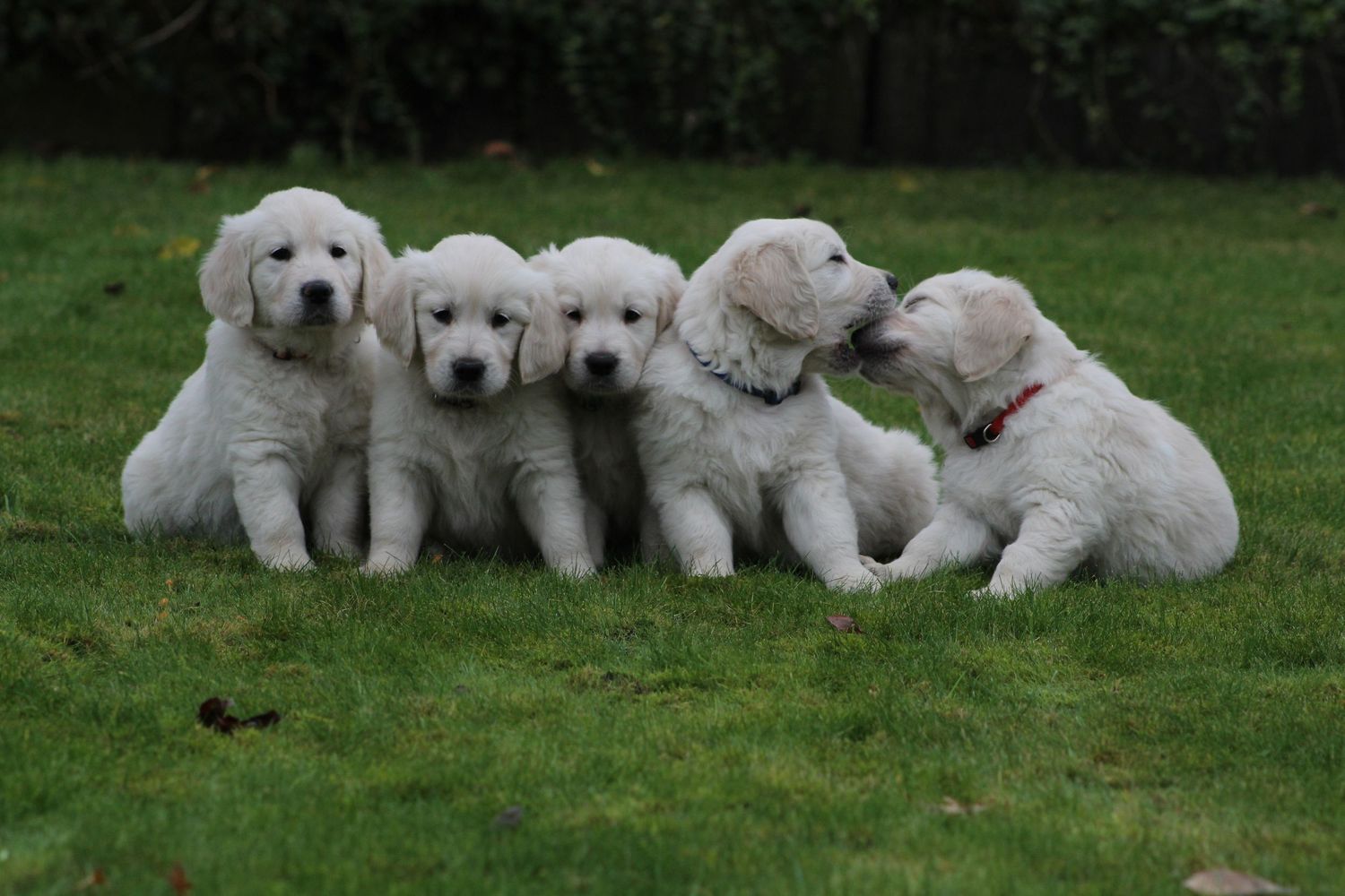 Zes lichtgekleurde puppy’s zitten dicht naast elkaar op een grasveld.