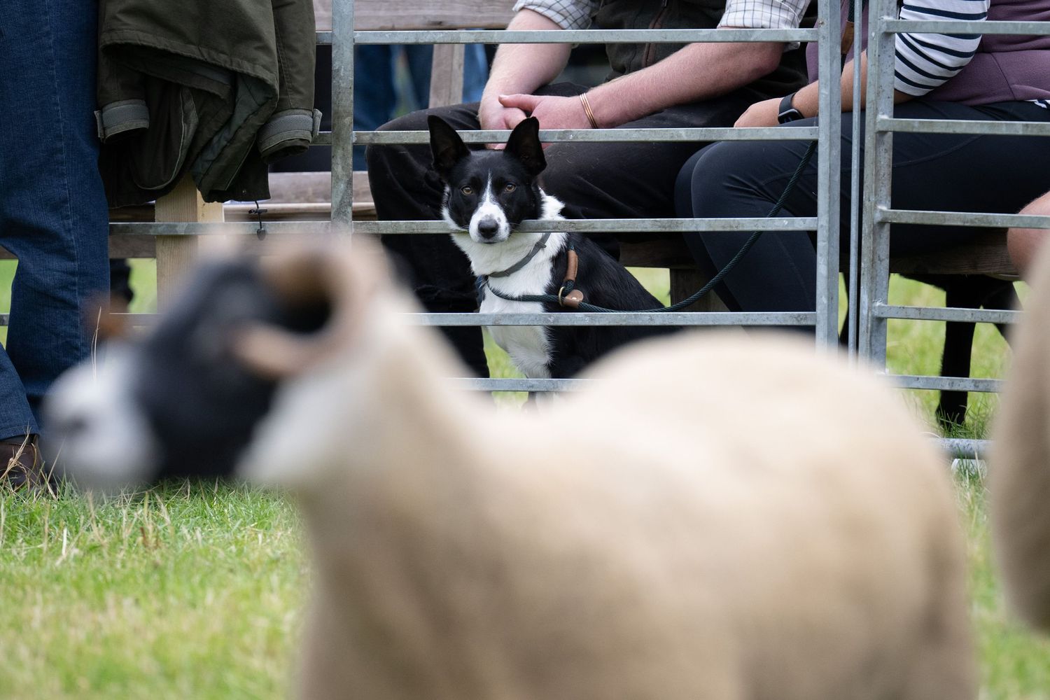 people showing sheep