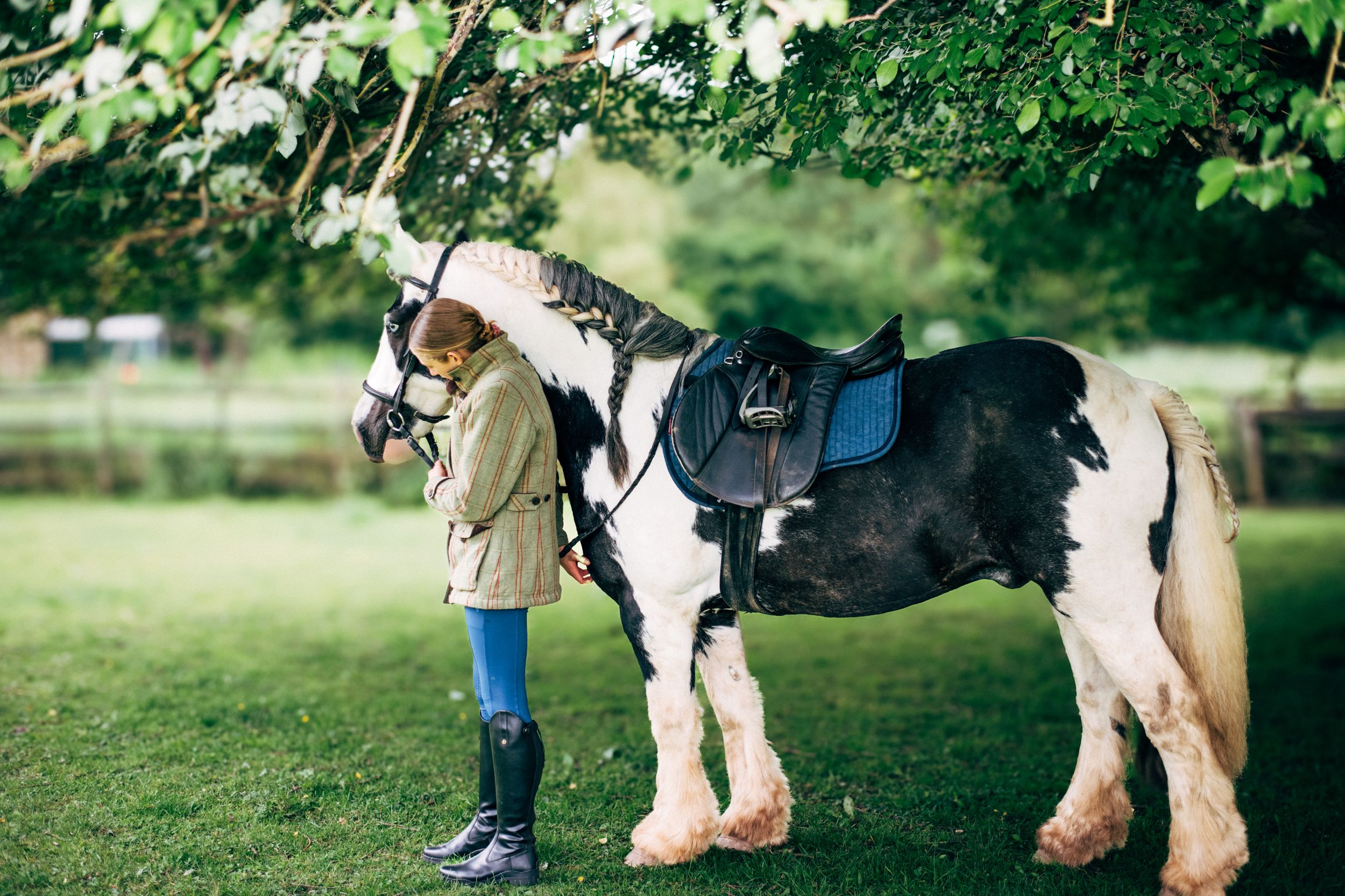 A black and white draft horse with blue saddle stands in a lush green field.