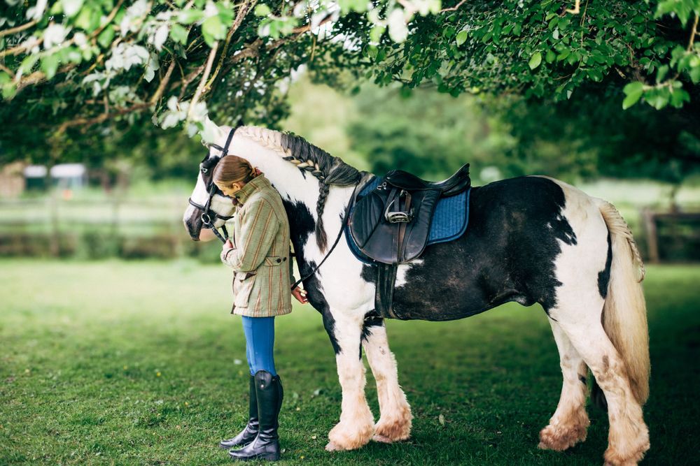 A black and white draft horse with blue saddle stands in a lush green field.