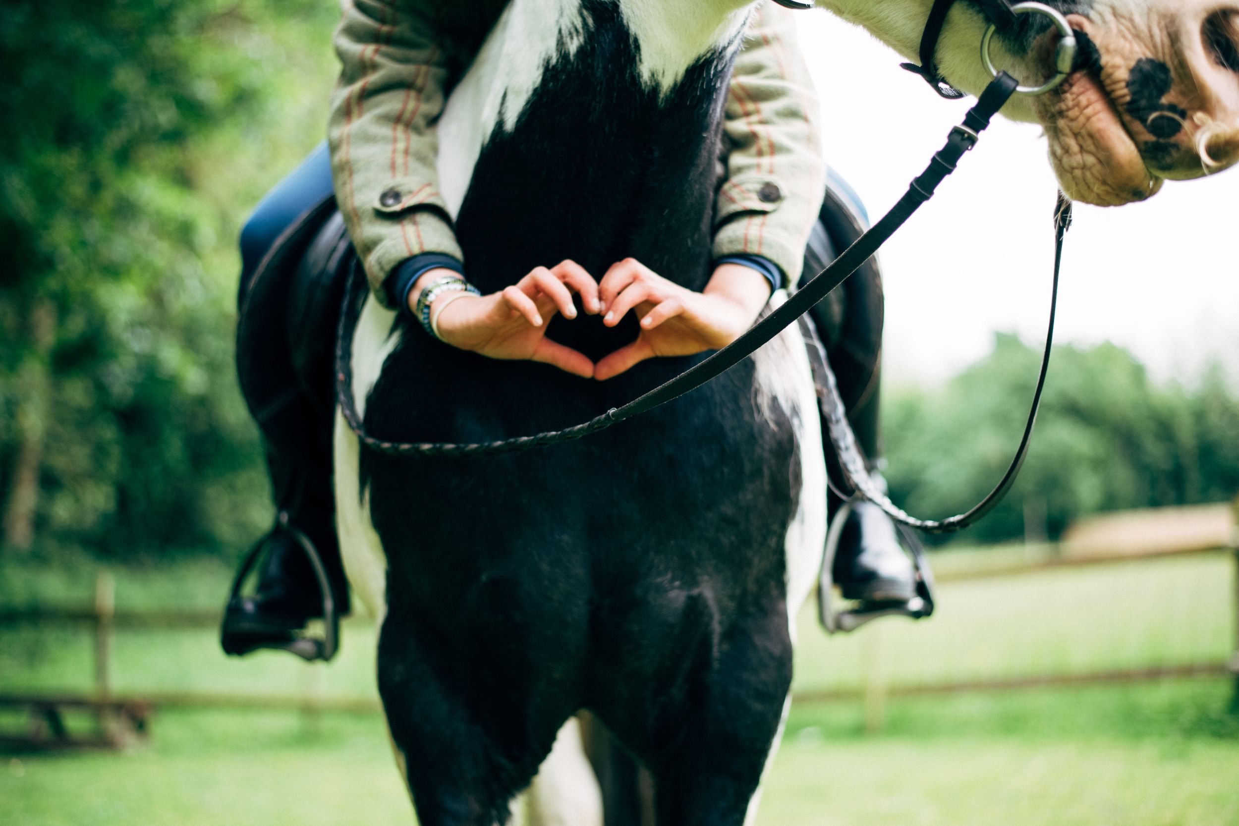 A close-up view of a black and white horse with riding gear in a field.