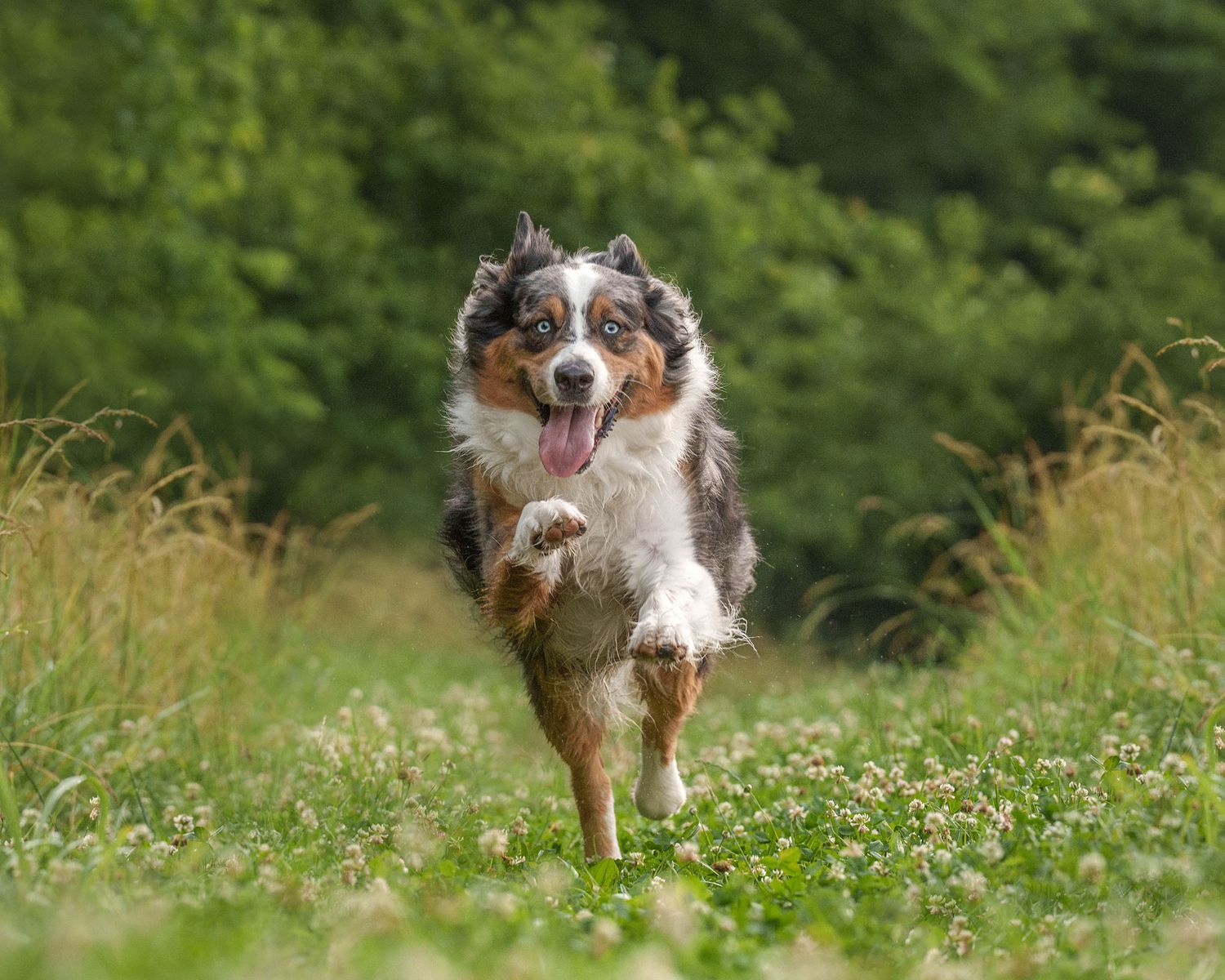 Wildomar, CA dog photographer