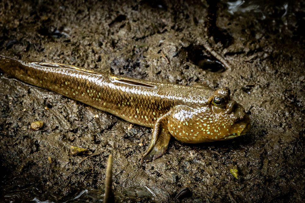 A mudskipper fish with spotted golden skin crawling on dark muddy ground in its natural habitat.