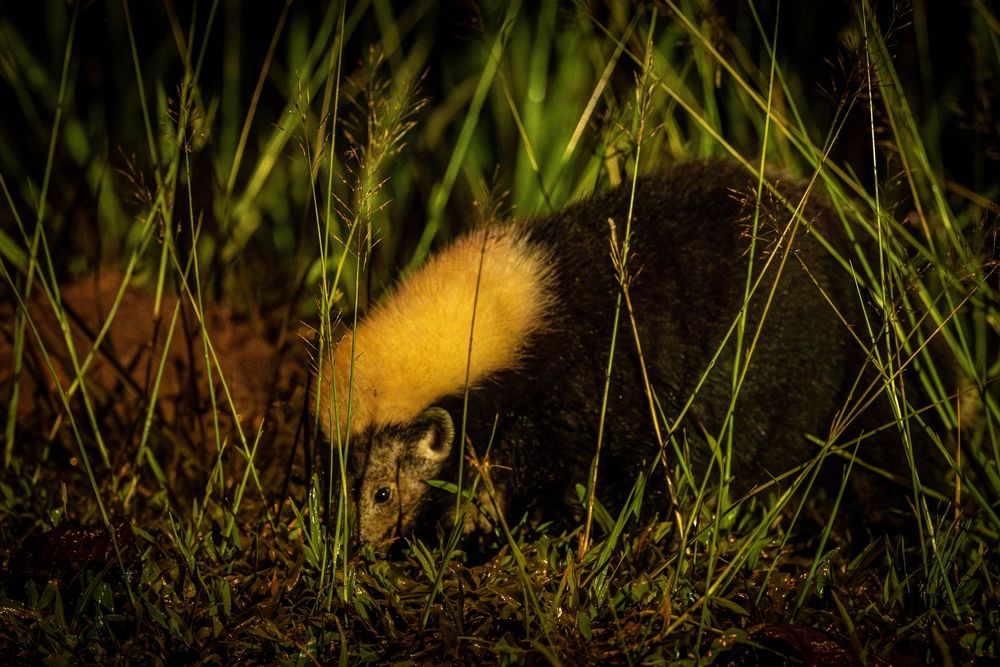 A sunda stink badger foraging through tall green grass in a dark natural environment.