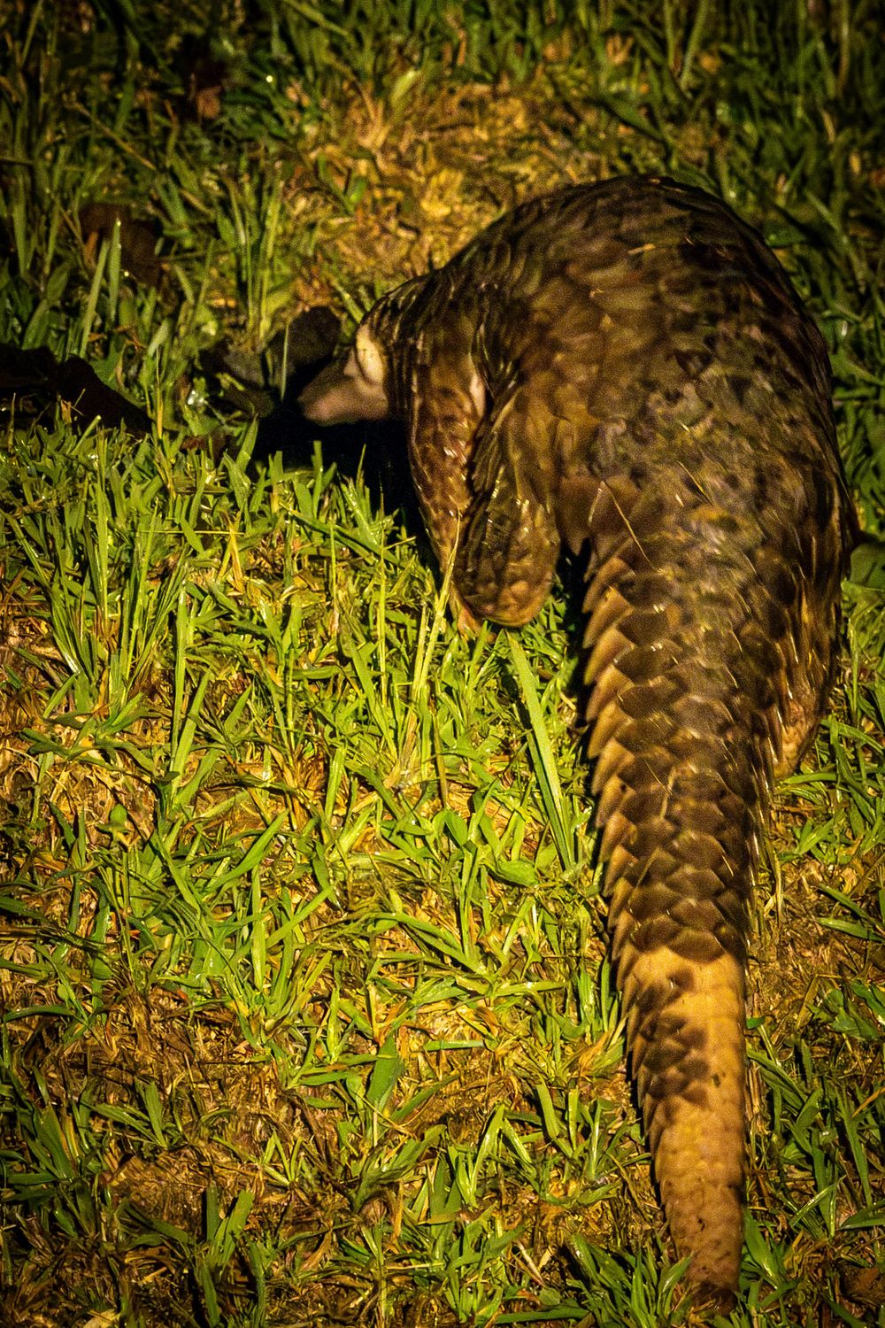 Rear view of a pangolin with distinctive overlapping scales foraging through green grass at night.