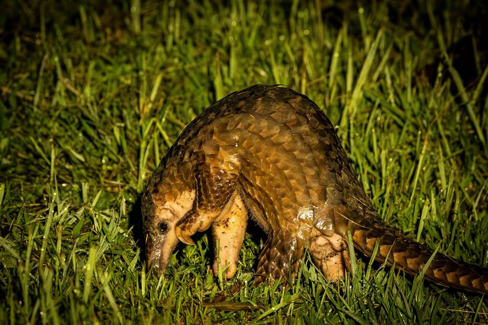 Close-up of a pangolin foraging in green grass at night, its large overlapping scales prominently displayed.