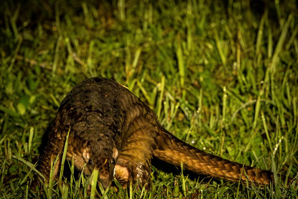 A pangolin curled slightly while moving through green grass at night, its dark scales glistening.