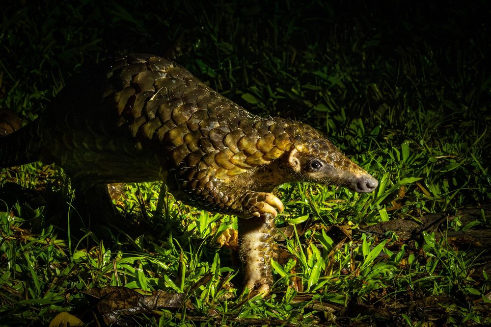 A pangolin forages through green grass at night, its distinctive overlapping scales illuminated in golden light.