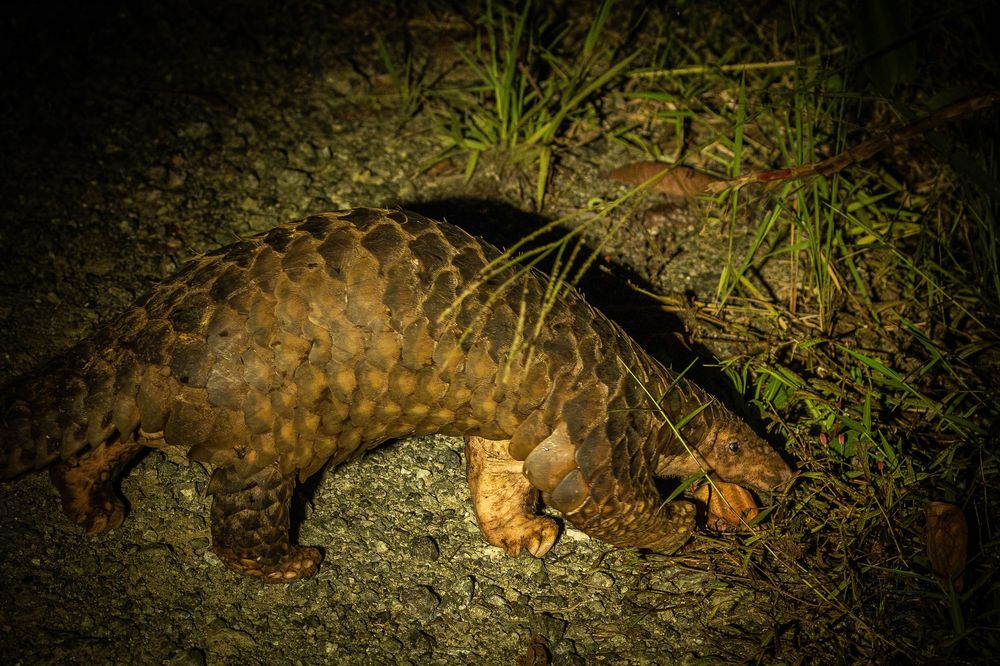 A nocturnal pangolin forages near grass on bare ground, its large overlapping scales glowing golden under light.