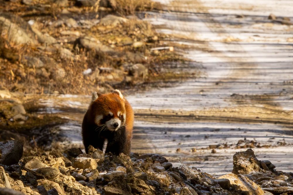 A red panda walks along a muddy rocky path in the wilderness.