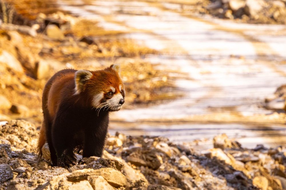 A red panda pauses on rocky terrain with a blurred natural background.