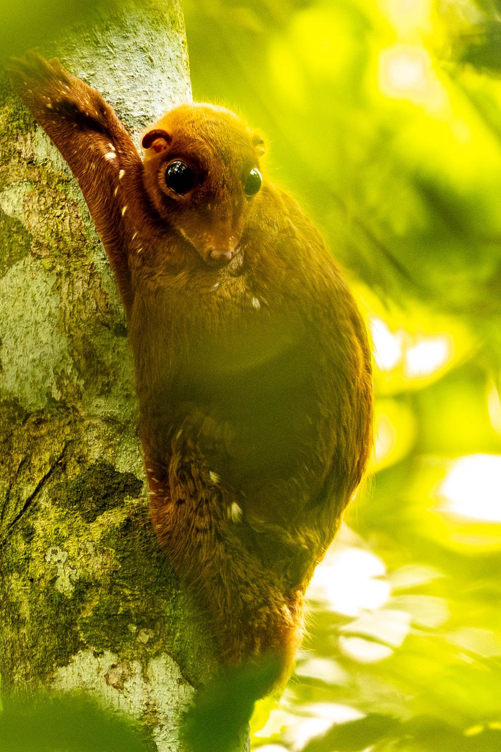 Colugo clinging to a tree trunk in a lush green rainforest.