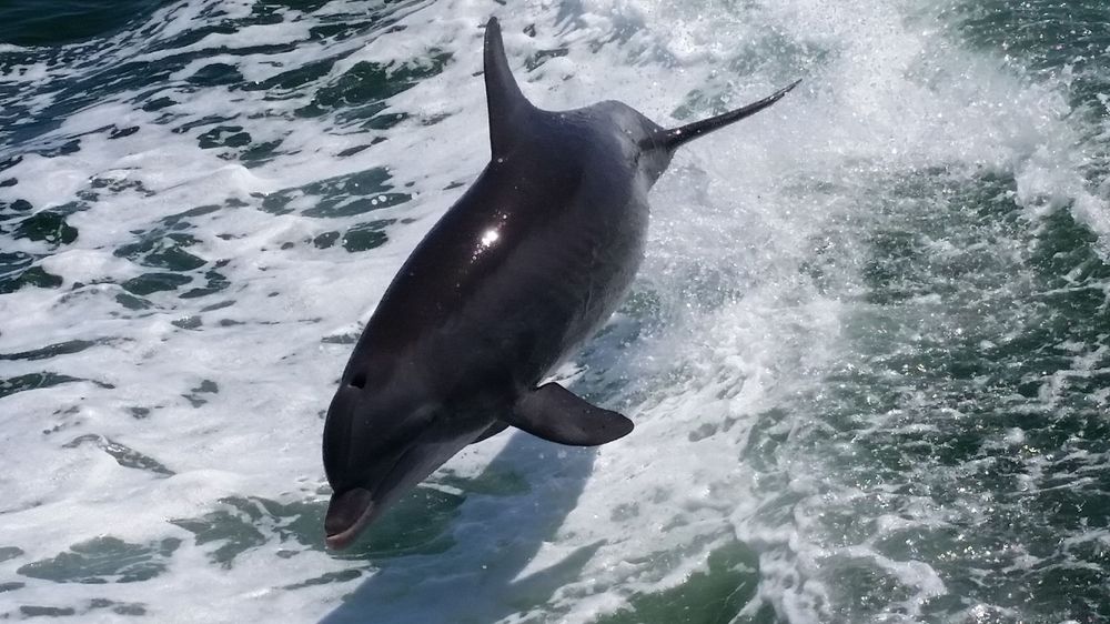 A dolphin leaps through ocean waves in clear blue water.