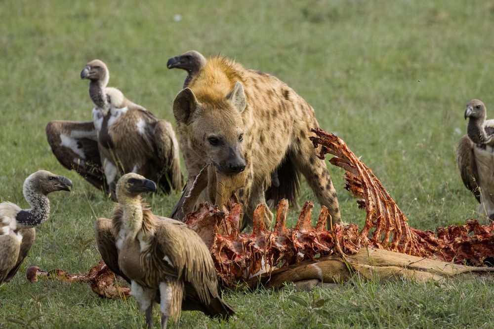 Spotted hyena feeds alongside white-backed vultures on a stripped carcass in African grasslands.
