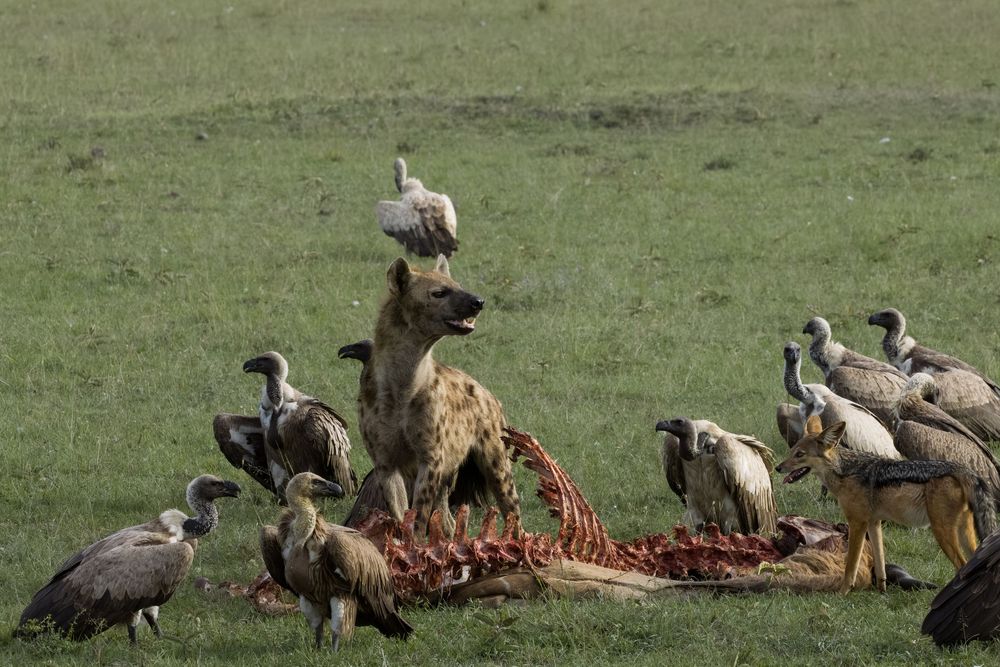 Hyena surrounded by multiple vultures feeding on large animal carcass remains in African savanna.
