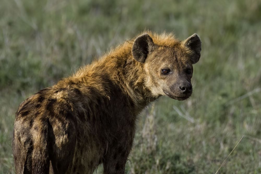 A wet spotted hyena stands in tall grass, its golden-brown fur glistening in soft natural light.