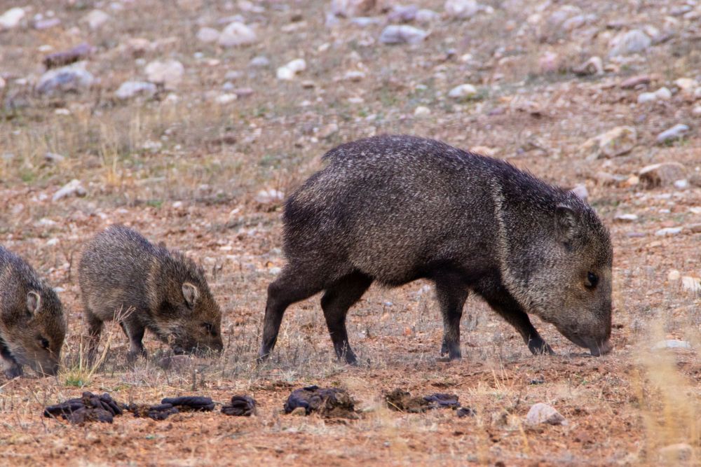 Adult javelina and young piglets foraging on dry rocky ground in arid desert habitat.