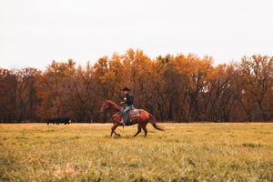 A brown horse gallops gracefully across an autumn field with golden trees in the background at sunset.