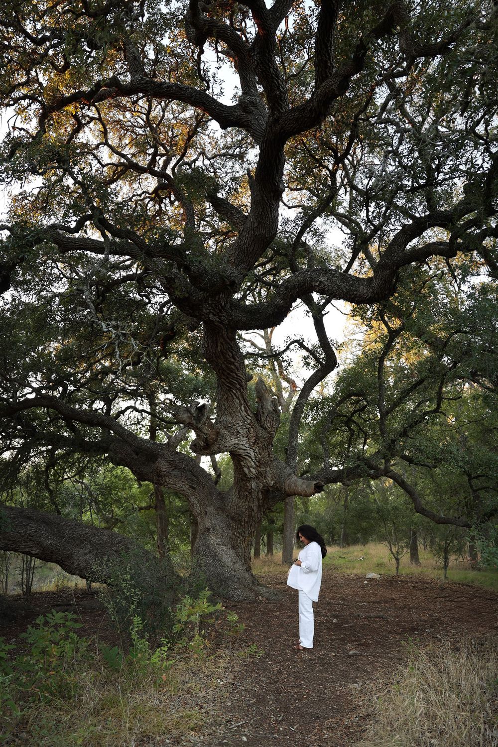 Four sequential photos showing a person in white clothing walking beneath large oak trees in a natural outdoor setting.
