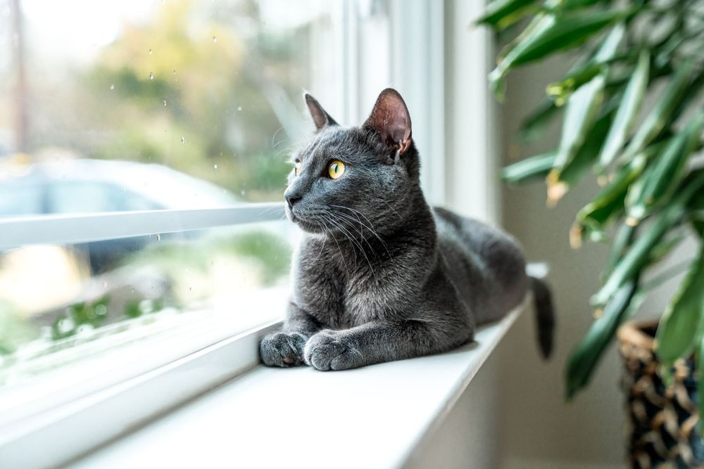 Pet photographer in Orange County, Huntington Beach