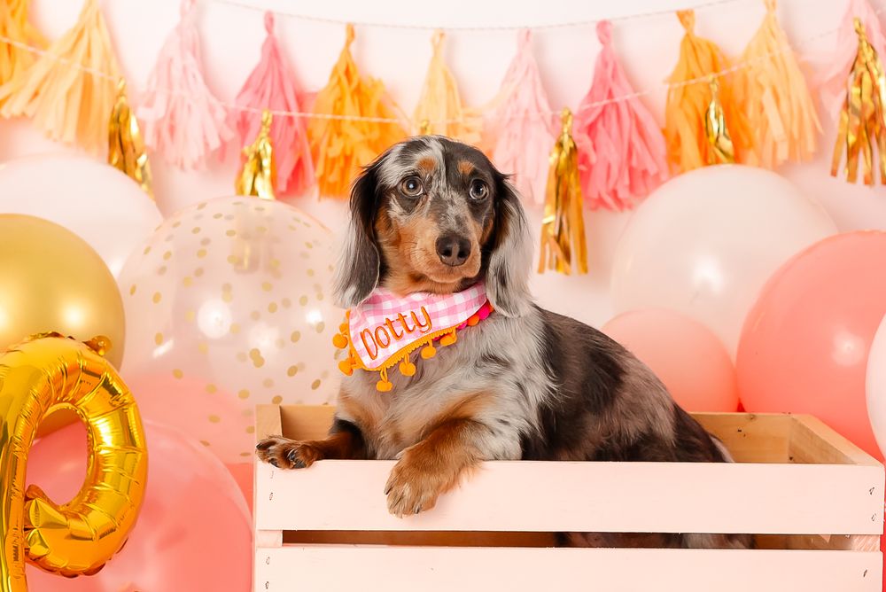 An Australian Shepherd dog lies on a bench with tasseled party decorations in pink and gold hanging in the background.