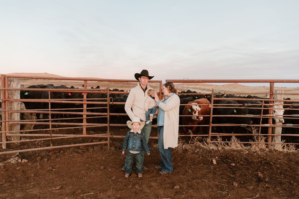Cowboys working with cattle in wooden corrals on a ranch during a sunny day.