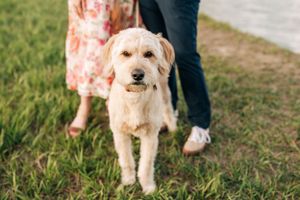 A friendly golden retriever stands in focus with its owners visible from waist down in the background.