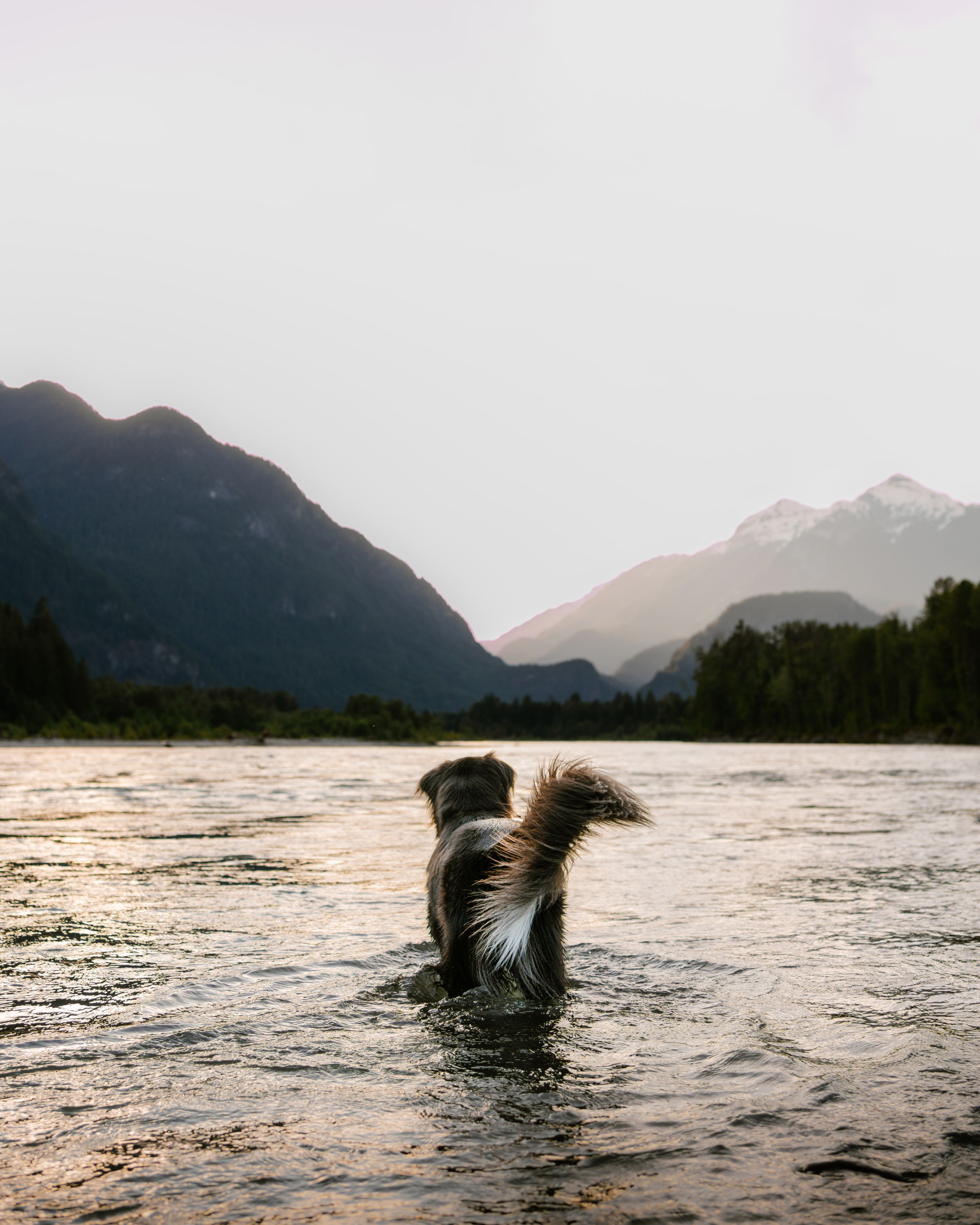 A dog wading in a river with misty mountains and lush trees in the Squamish valley.