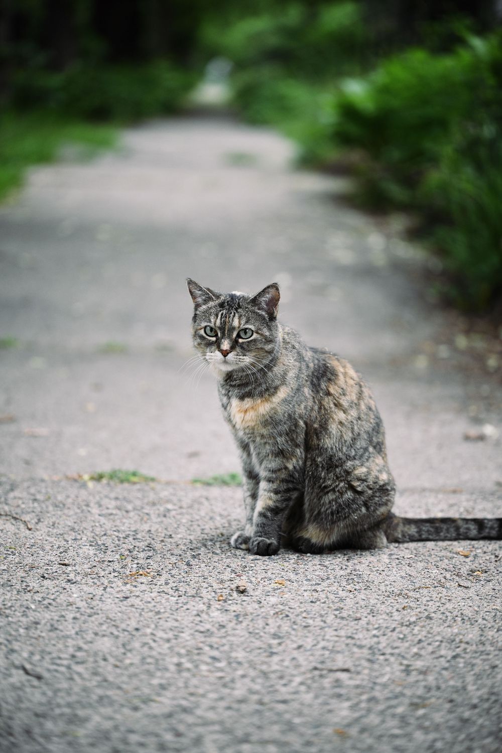 A tabby cat sitting alert on a paved garden path surrounded by lush green foliage.