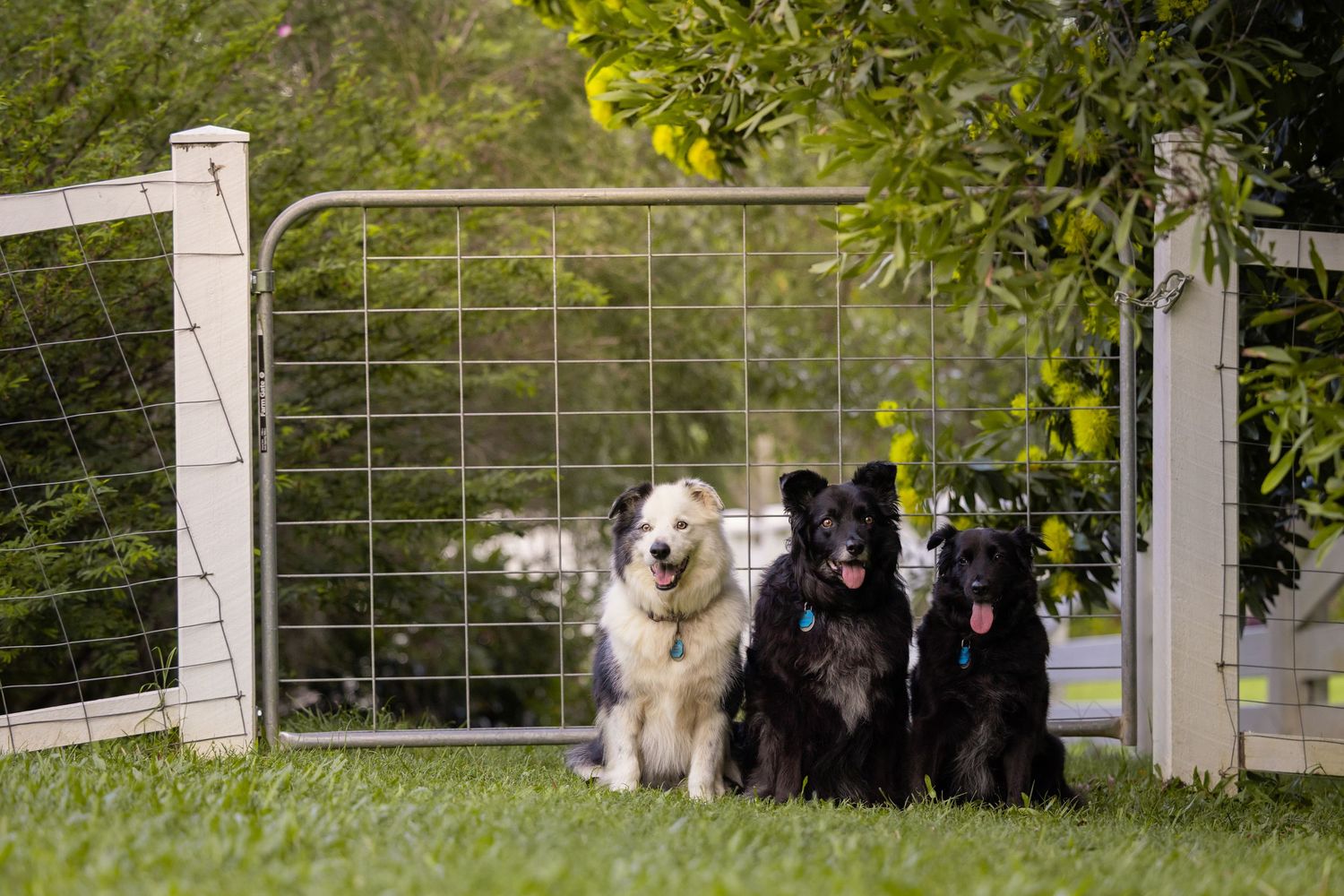 3 Border Collies, one mostly white, two mostly black, sit in front of a wire gate with a white fence post attached and leaves behind them.