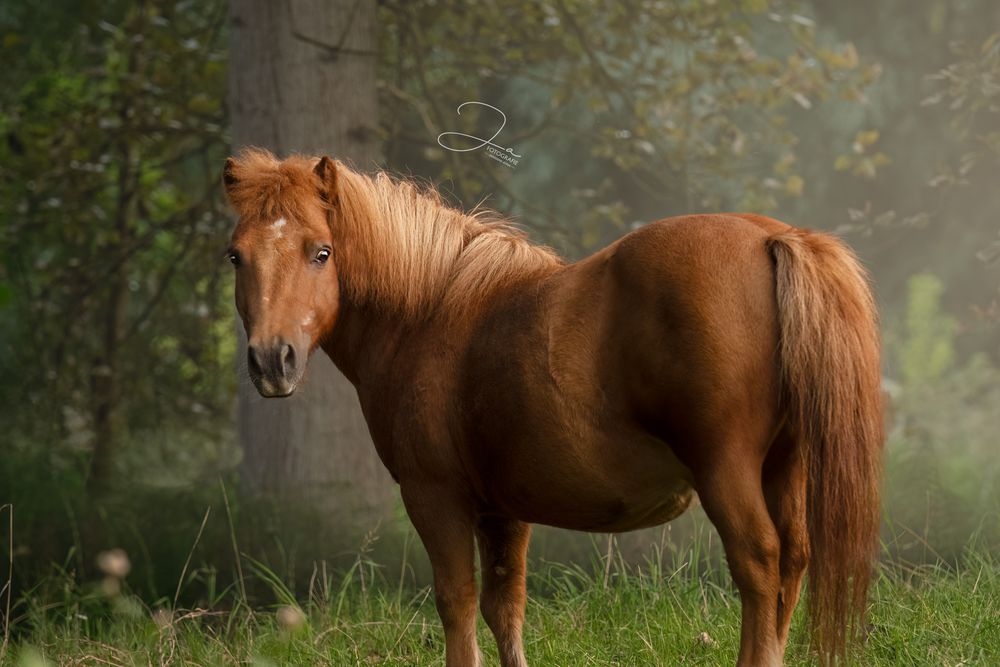Paardenfotografie België — portret van shetlandpony in de weide— JA Fotografie