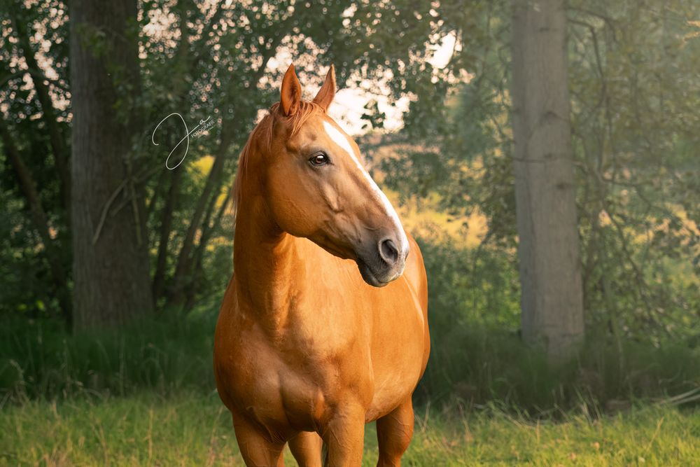 Paardenfotografie België — portret van paard in de natuur — JA Fotografie
