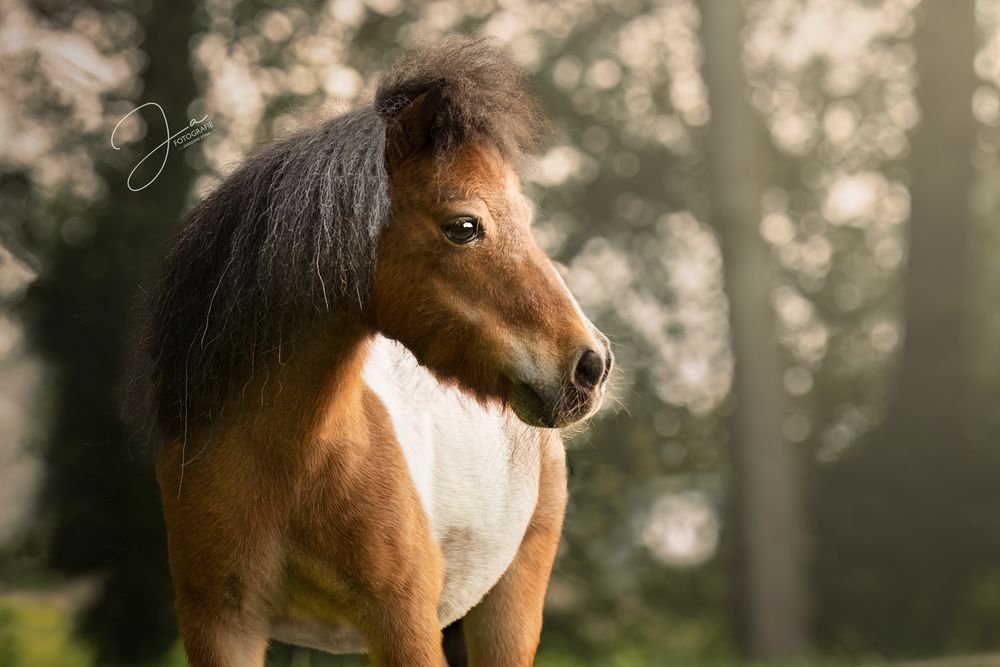 Paardenfotografie België — portret van Shetlandpony in de natuur — JA Fotografie