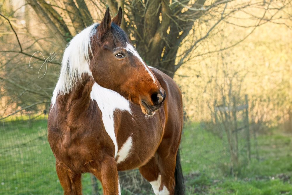Paardenfotografie België — portret van paard in de natuur — JA Fotografie