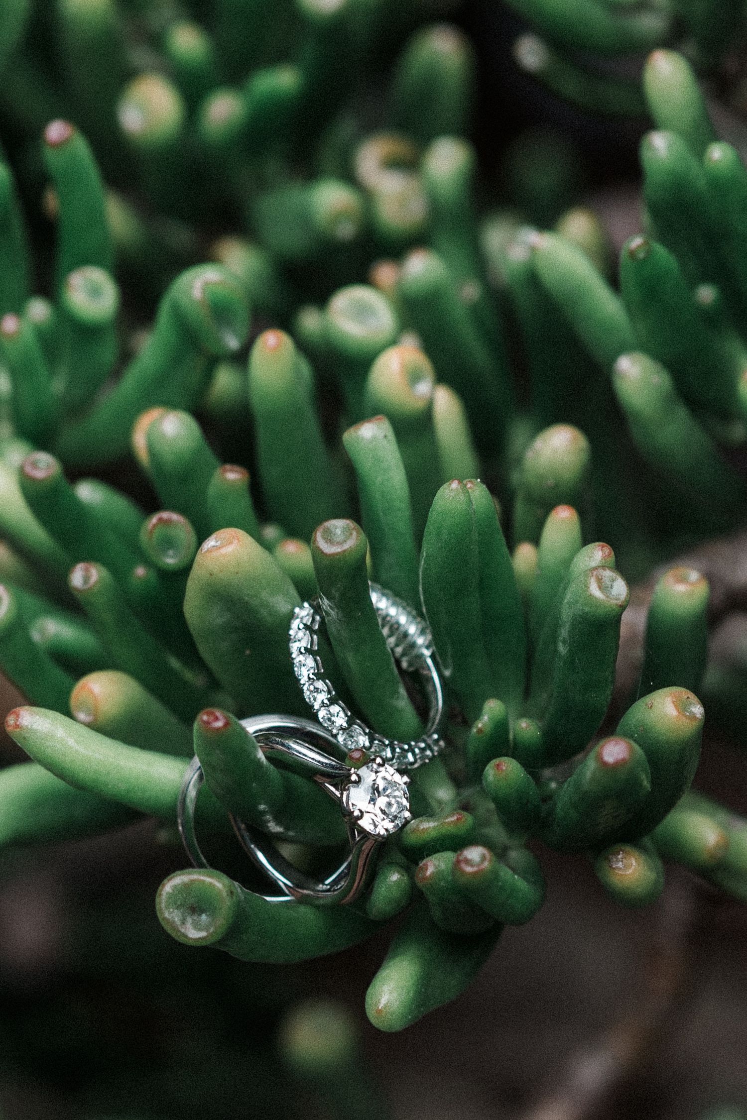 Diamond engagement ring and wedding band nestled among green succulent plant fingers for a nature-inspired jewelry display.