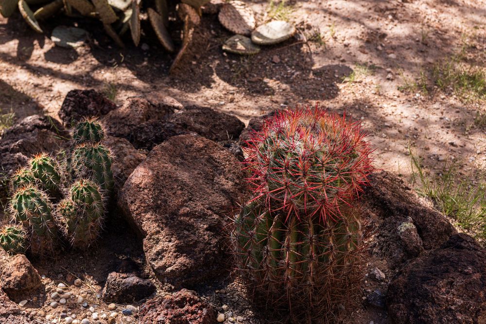 red blooming barrel cactus