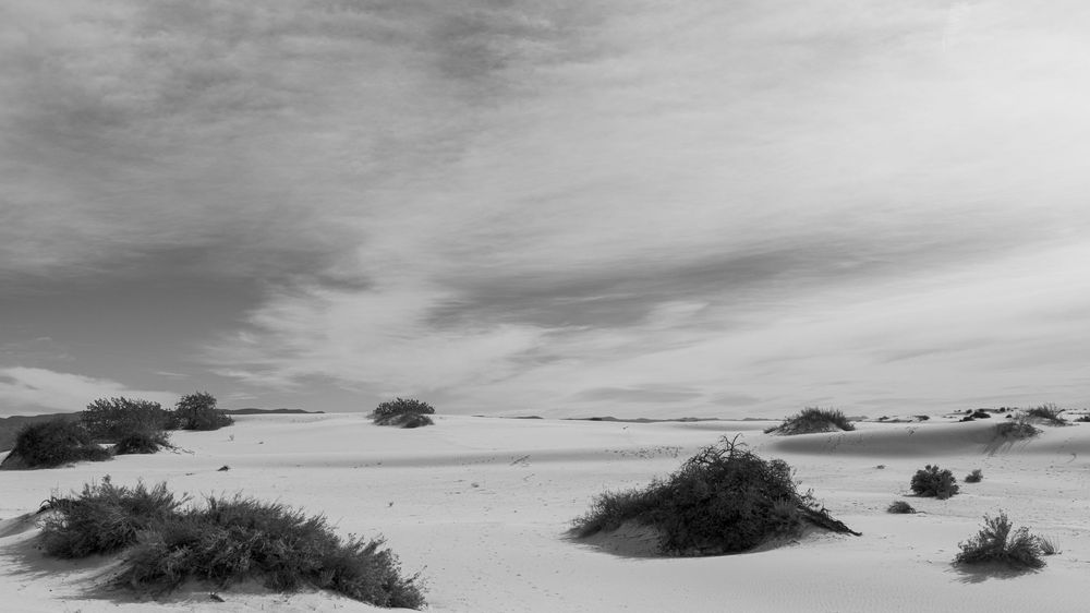 white sands national park desert photography black and white photography desert fauna