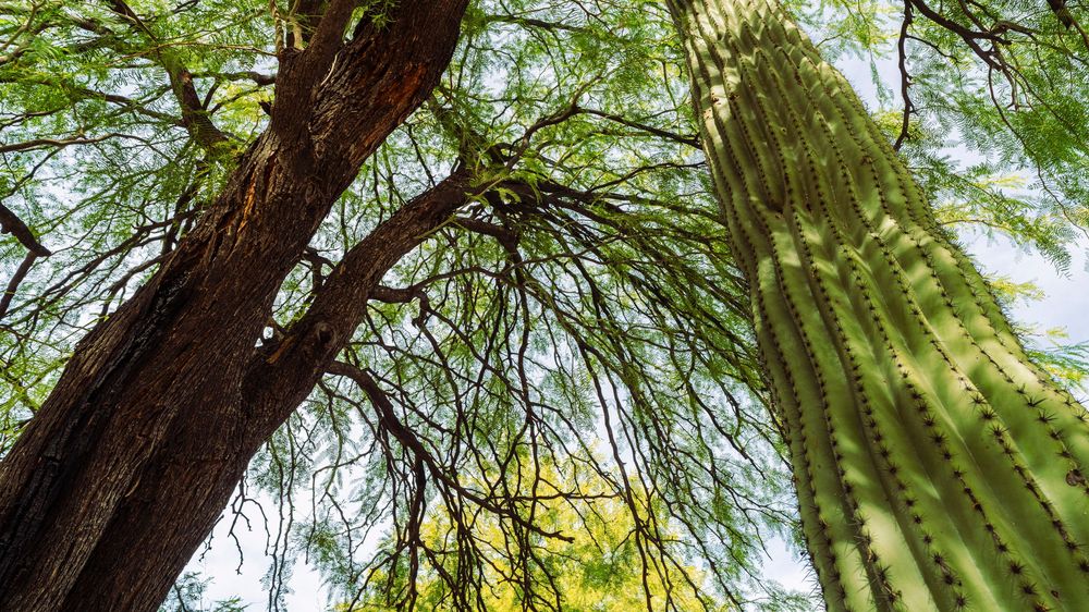 saguaro and mesquite tree arizona