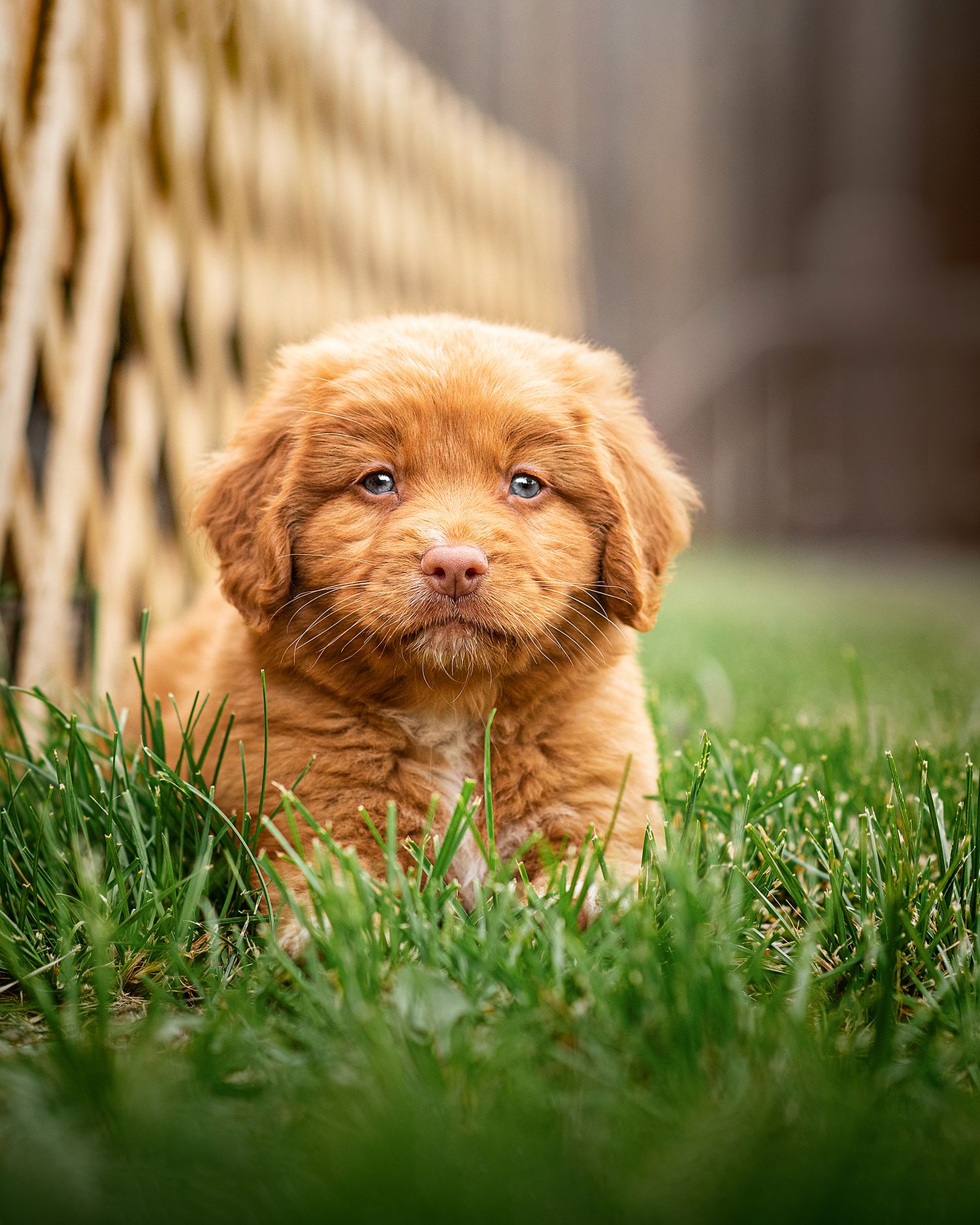 Puppies in the Studio Red Deer Photographer