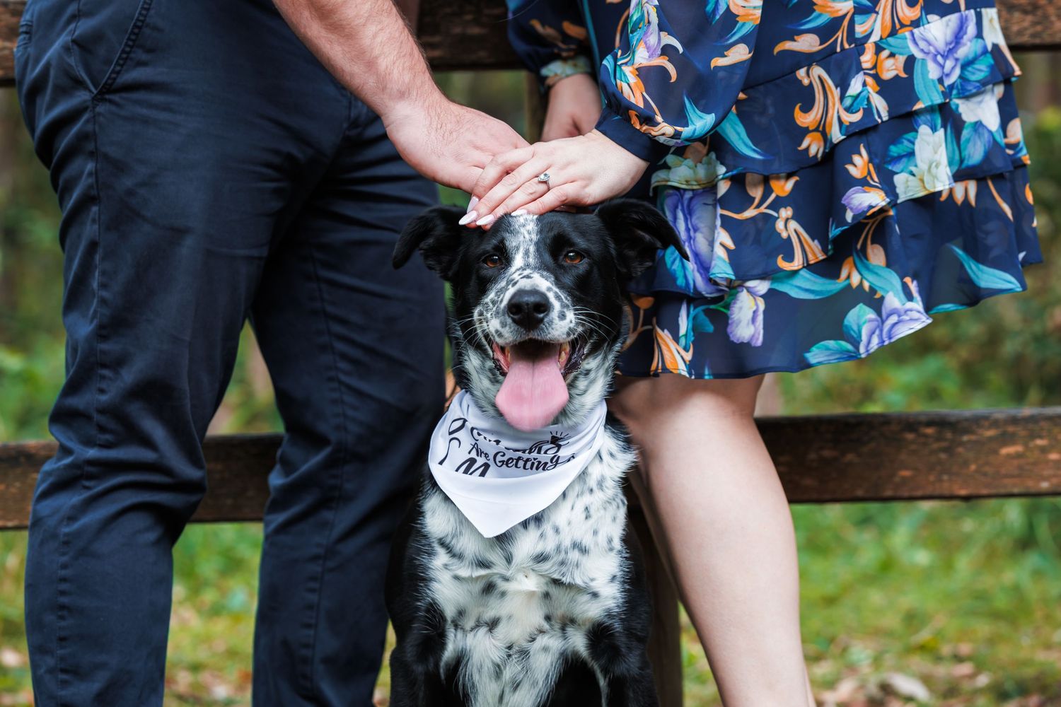 Pet photography dog