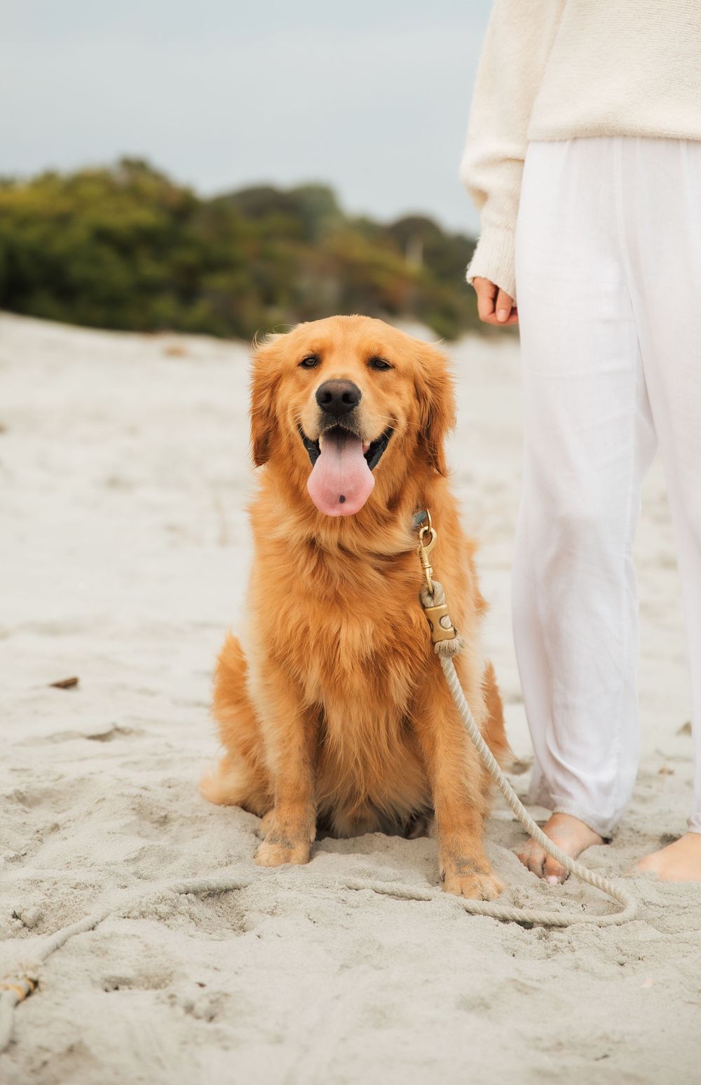 A happy golden retriever sits on a sandy beach on a leash held by a person wearing white pants. Third Beach Middletown Rhode Island