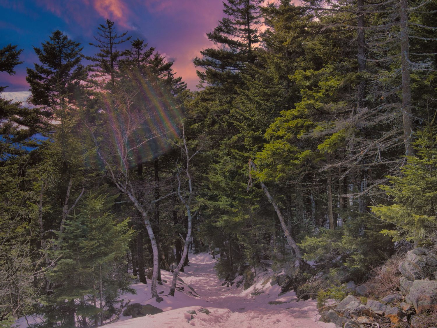 Snow-dusted forest path winding through tall pine trees under a dramatic pink and purple sky.
