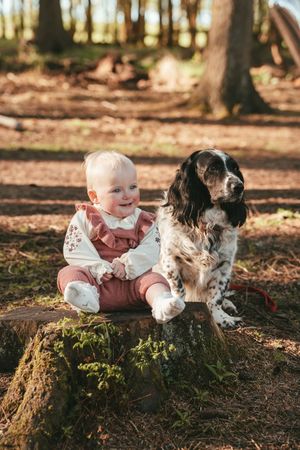 A spaniel dog sits beside a young one on autumn leaves near a tree stump in sunlit woods.
