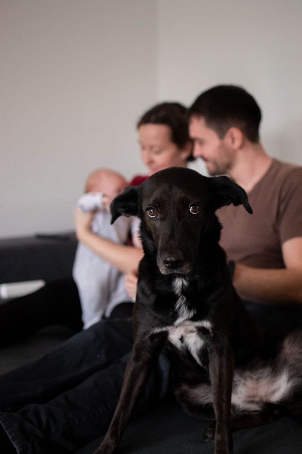 A black dog with white markings sits attentively on a couch while people relax in the background.